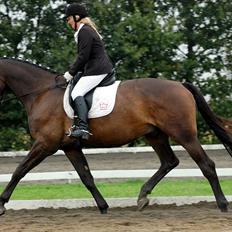 Dansk Varmblod Majestic/Hanniball