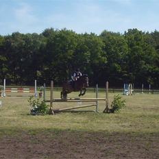 New Forest Miss Jeanette ( solgt )<3