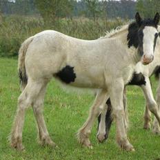Irish Cob Beer's Vupsi of Tango