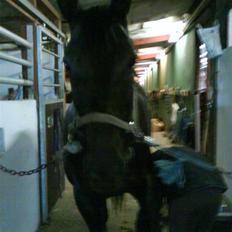 Anden særlig race misty gammel rytter R.I.P