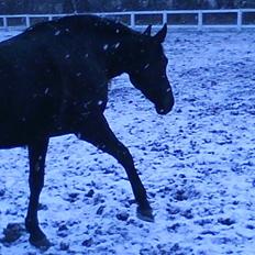 Anden særlig race misty gammel rytter R.I.P