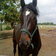 Dansk Varmblod Birkemosens Achilleus