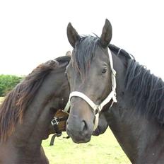Dansk Varmblod Birkemosens Achilleus