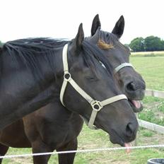 Dansk Varmblod Birkemosens Achilleus