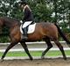 Dansk Varmblod Majestic/Hanniball