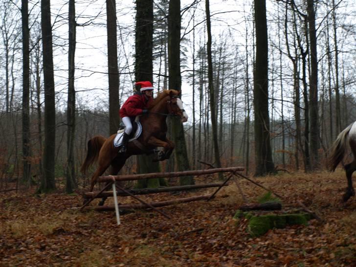 Anden særlig race †Star-Fire R.I.P.2010† - Det er smækker lækker godt! JAGTEN ER BEGYNDT! S-F overtager! billede 10