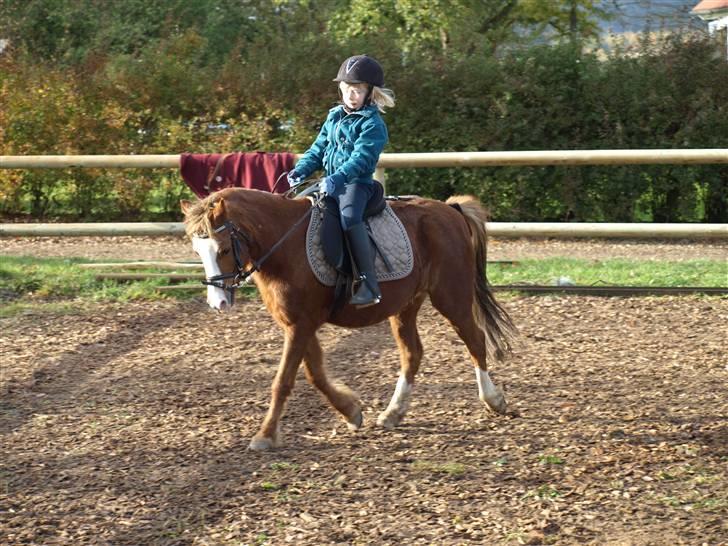 Welsh Pony af Cob-type (sec C) løgballes Deana (halt) - det er min lillesøster der rider billede 7