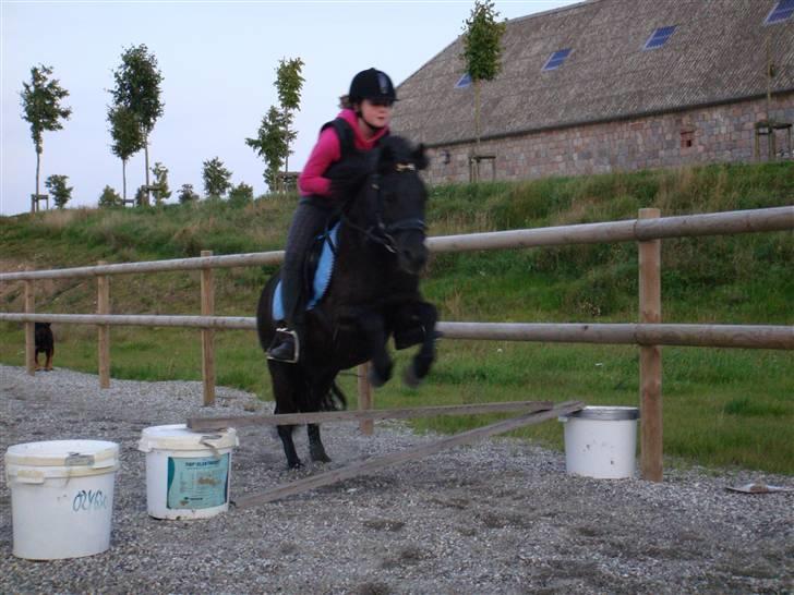 Welsh Mountain (sec A) Tarzan  - Spring hjemme på banen.<3333 | Foto søs <3 billede 12