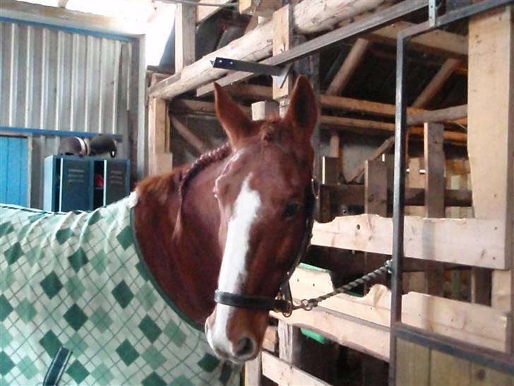 Anden særlig race Sheik *SOLGT* - enlig et prøve billede men blev nu meget godt ;P billede 6