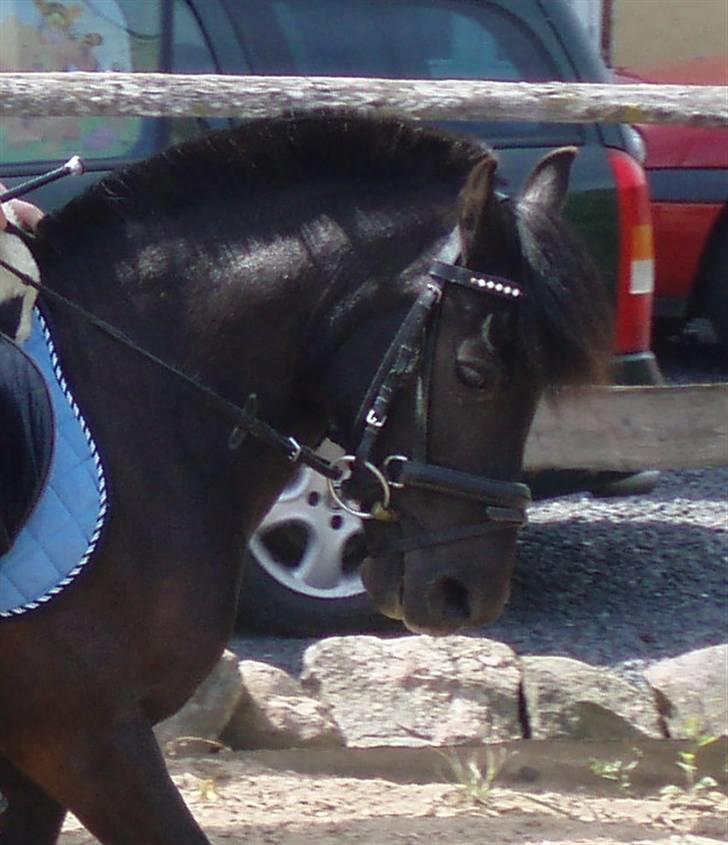 Welsh Mountain (sec A) Tarzan  - Mit føste dressur stævne<3 (; | Foto Julie - min søster billede 13