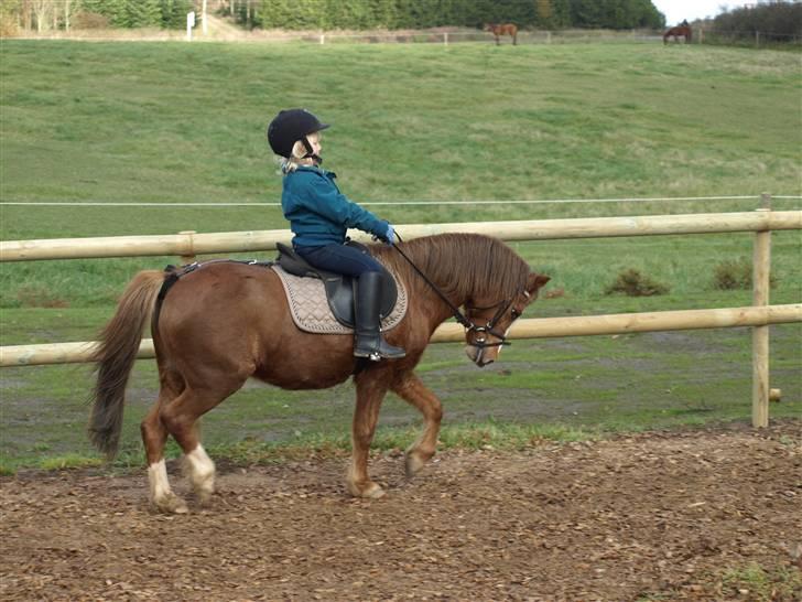 Welsh Pony af Cob-type (sec C) løgballes Deana (halt) - det er min lillesøster smukt billede 8