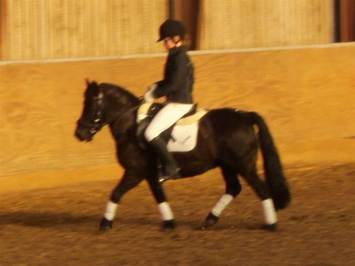 Welsh Mountain (sec A) Tarzan  - Dressur<3 xD | Foto julie - min søster billede 14