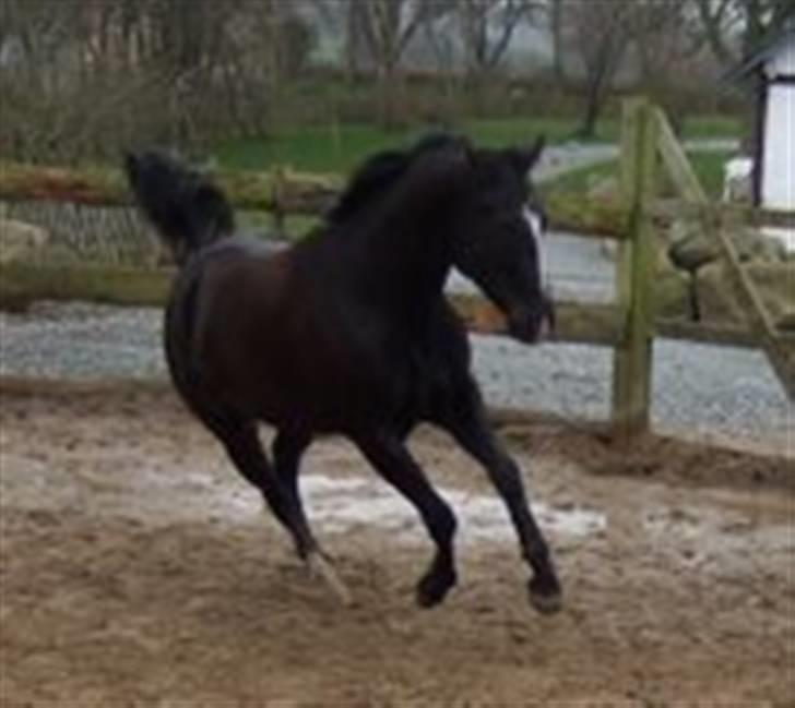 Paint Gamblers Black Magic - Frisk fyr en vinterdag billede 1