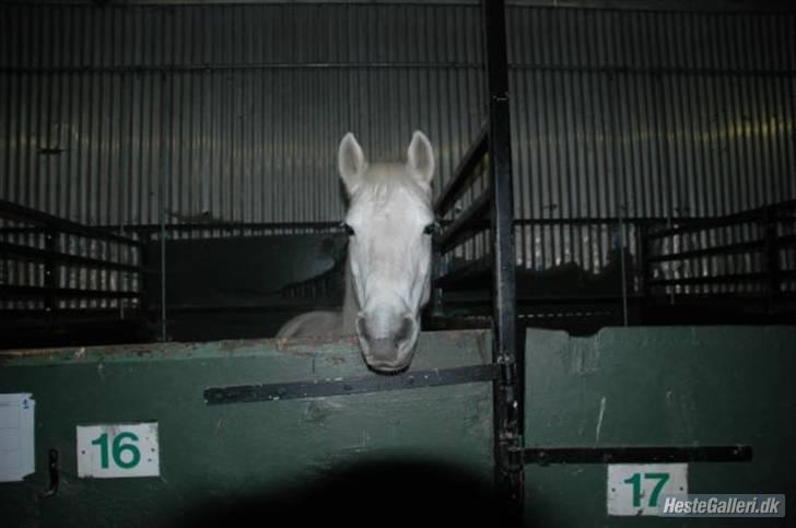 Anden særlig race »Olivia†RIP†MinDrøm*: ‹3 - 16. Når vi en dag ses igen er jeg i himlen ! ;´I <3 foto: MCL<3  billede 16