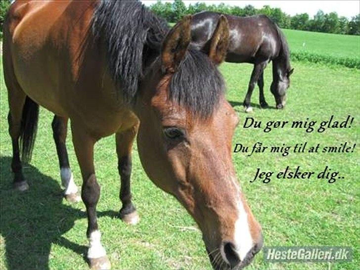 Anden særlig race Kaptajn <3 - Billede nr.: 9* Kaptajnen <3 billede 9