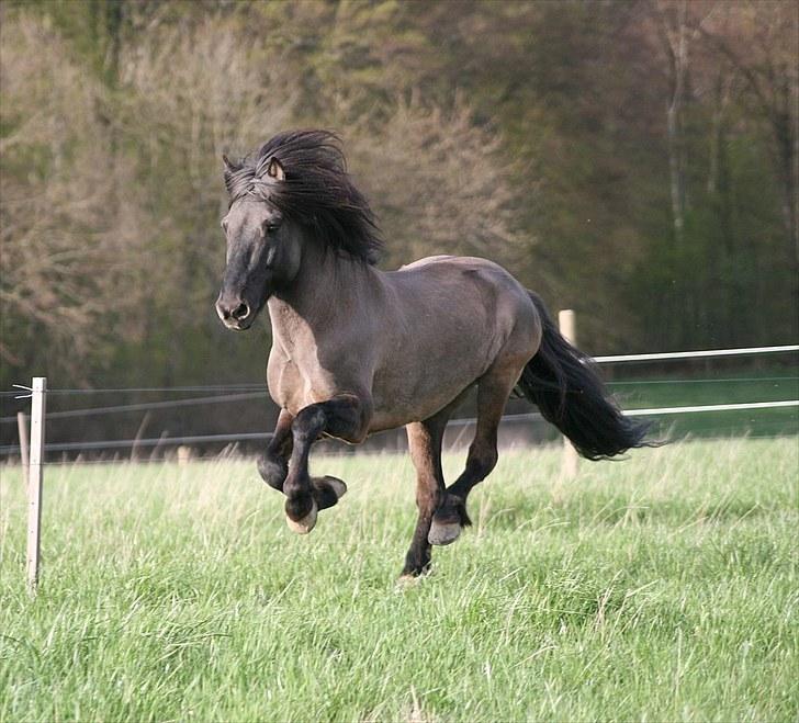 Islænder Smellur frá Reykjavik - Smellur i galop på folden, han er bare den smukkeste, mest fantastiske hest :D - You may not be perfect, but in my eyes, your very close  Foto : Mig ;-) billede 3