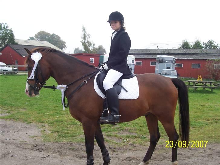 Anden særlig race Harley Davidson*Gl. part billede 2