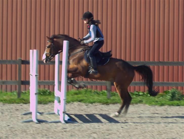 Anden særlig race Harley Davidson*Gl. part billede 10