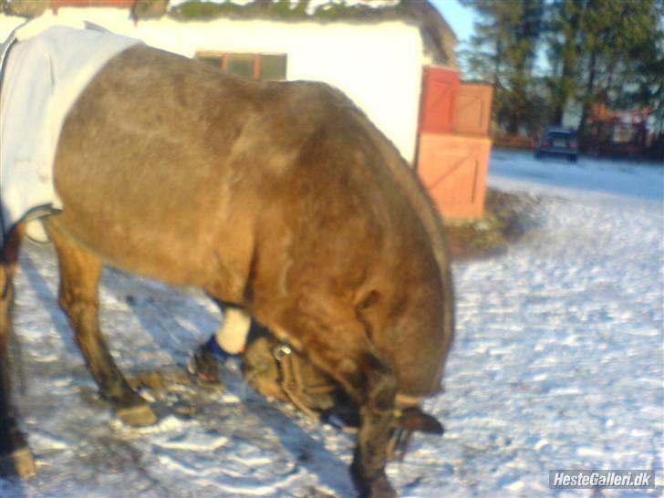 Knabstrupper gipsy (gamle part) - gipper nejer så smukt i sneen<3:D billede 3
