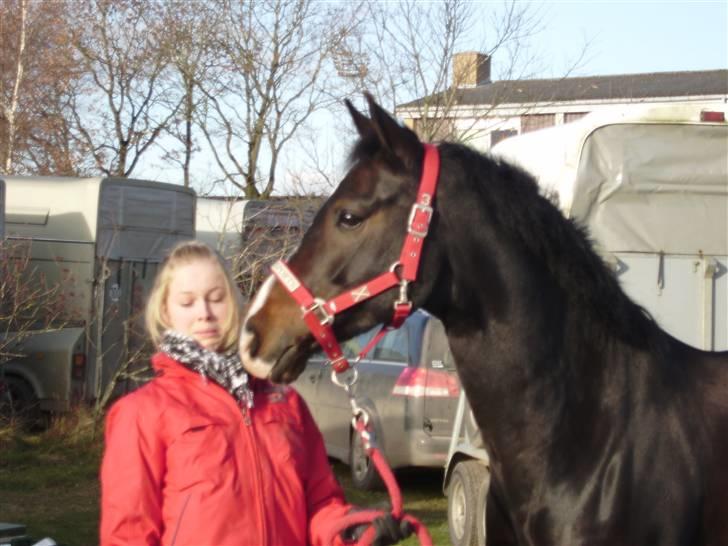 Hollandsk Sportspony Ukki Louwra  - Hest i hovedet! billede 9
