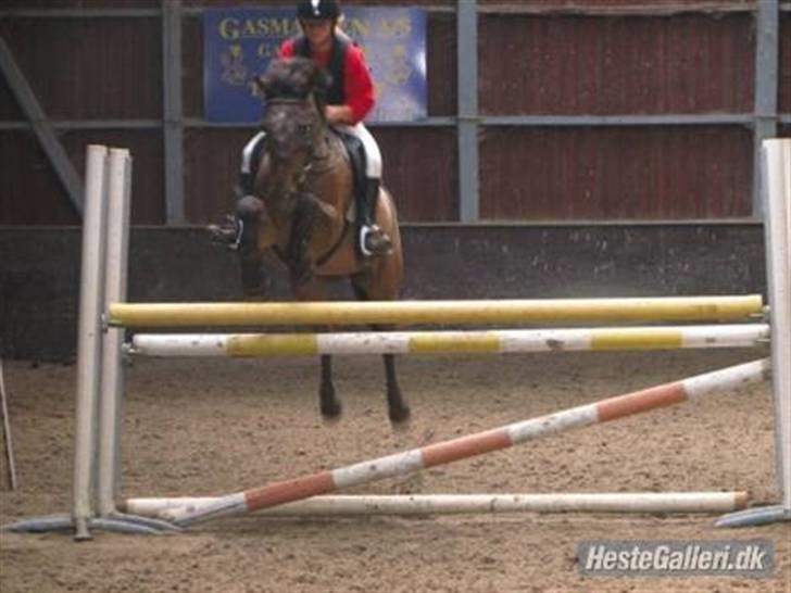Knabstrupper gipsy (gamle part) - lina springer gipper til sponserspringning <3 billede 5
