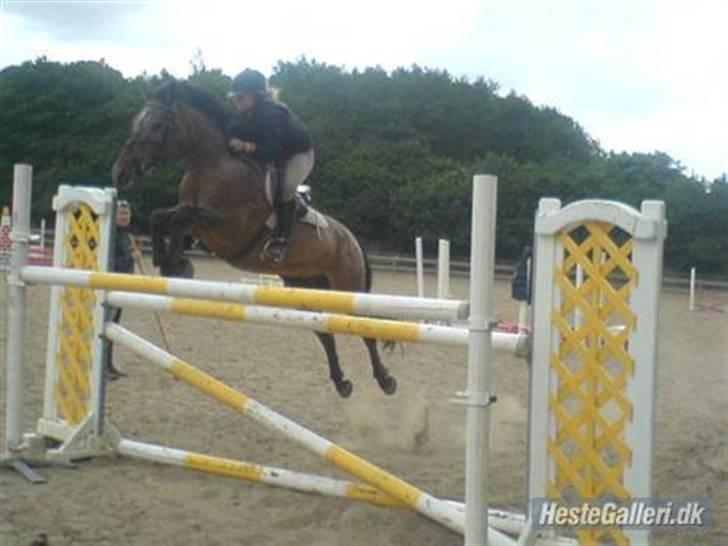 Knabstrupper gipsy (gamle part) - hun springer bare alt ved ikke lige hvor højt her hehe:D<3 billede 7