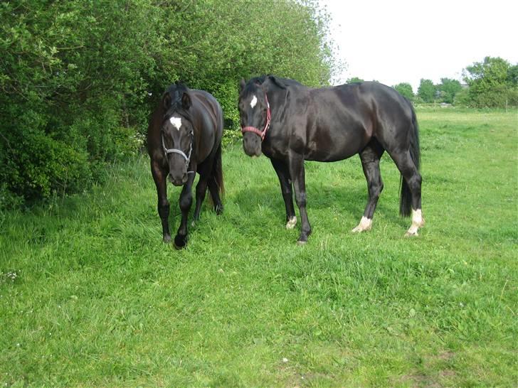 Anden særlig race Scarlet (gammel part) - På marken i dag da jeg gik ned for at tage hende ind :-). Fotograf mig selv :-p billede 9