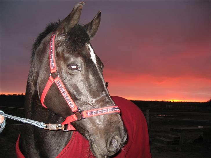 Anden særlig race Scarlet (gammel part) - Scarlet i den flotte solnedgang :-D billede 10