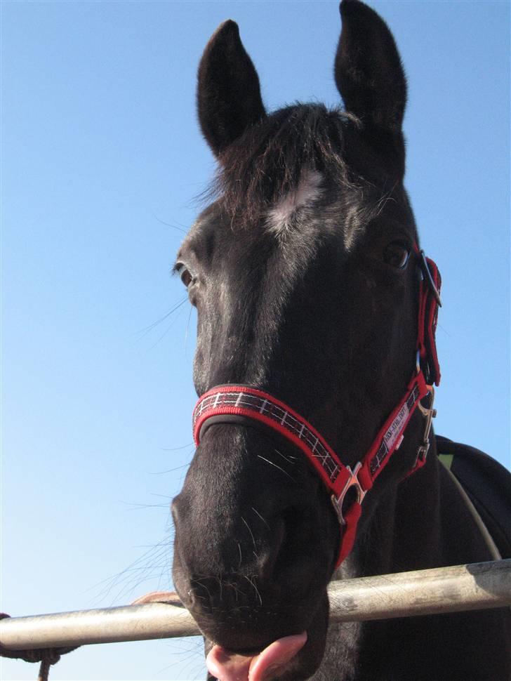 Anden særlig race Scarlet (gammel part) - Mums dejligt med et hestebolche :-D billede 12