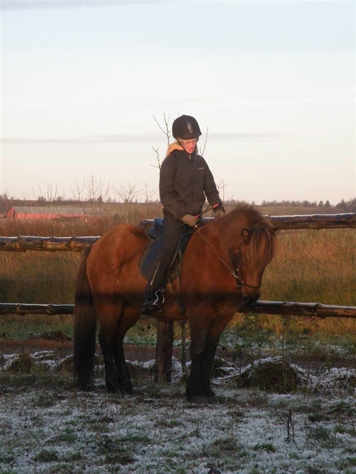 Islænder Röskva fra Hammelsvang - *NYT* den bette hest er lige samlet billede 2