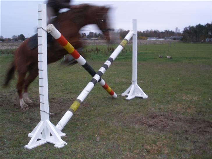 Anden særlig race Difko<3 billede 19