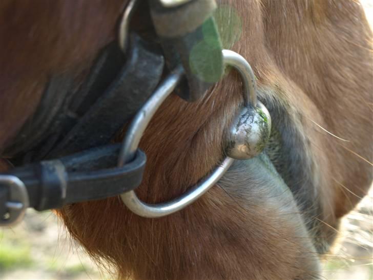 Anden særlig race Difko<3 billede 20