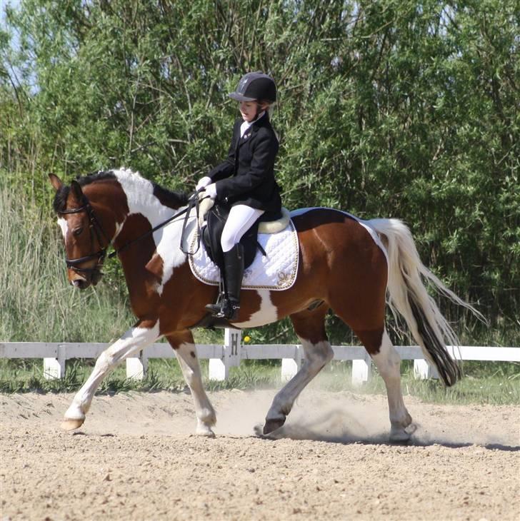 Pinto Sir Patrick B-pony - dressur stævne HIR 2 plads....han er super<3<3 Foto Mor Annika billede 7