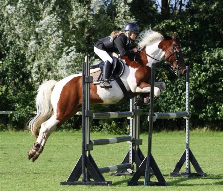 Pinto Sir Patrick B-pony - MB i Hjørring 0 runde og 2 plads.    foto: mor Annika billede 11