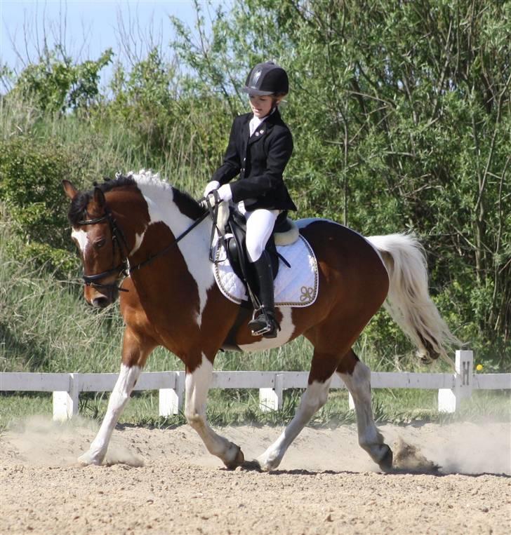 Pinto Sir Patrick B-pony - dressur stævne maj.. vandt to 2 pladser:) Foto Mor Annika billede 13