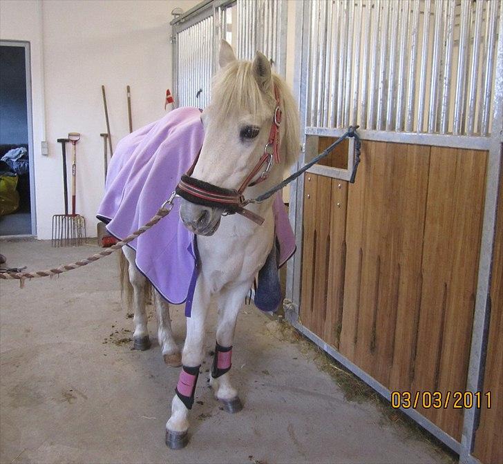 Anden særlig race Cutie Girl - På vej ud at ride!:D <3  billede 7