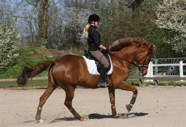 Dansk Varmblod | Olympia Melody RDH - # 18 - By Linette Christensen - Lympe i galop | 09 © ® billede 18