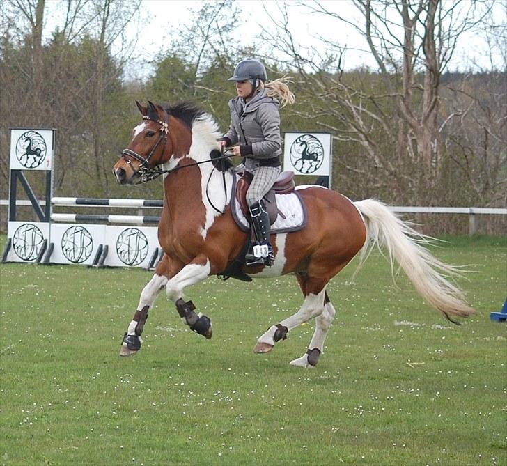 Pinto Sir Patrick B-pony - træningsdag i HJR MA* 0 fejl<3  foto: mor Annika billede 17