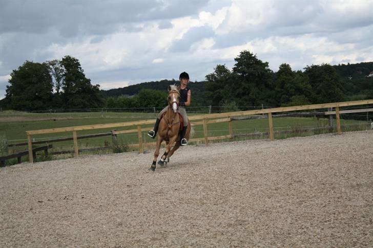 Palomino Golden Casanova (Himmelhest) - Gule og jeg til springtræning, og ja der er fart over feltet x) Taget af mester fotograf FJ photoes billede 2