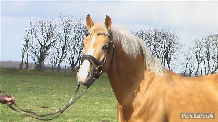 Palomino Golden Casanova (Himmelhest) - Smukke i profil hos tidligere ejer! :D billede 5