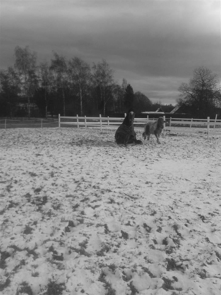 Belgier Bell,,  billede 17