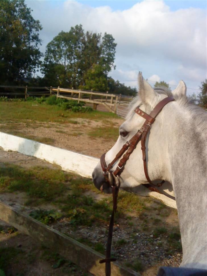 DSP Flicka  billede 18