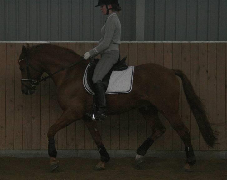 DSP Golden Empire - Masser af rummelighed og indundergriben billede 14