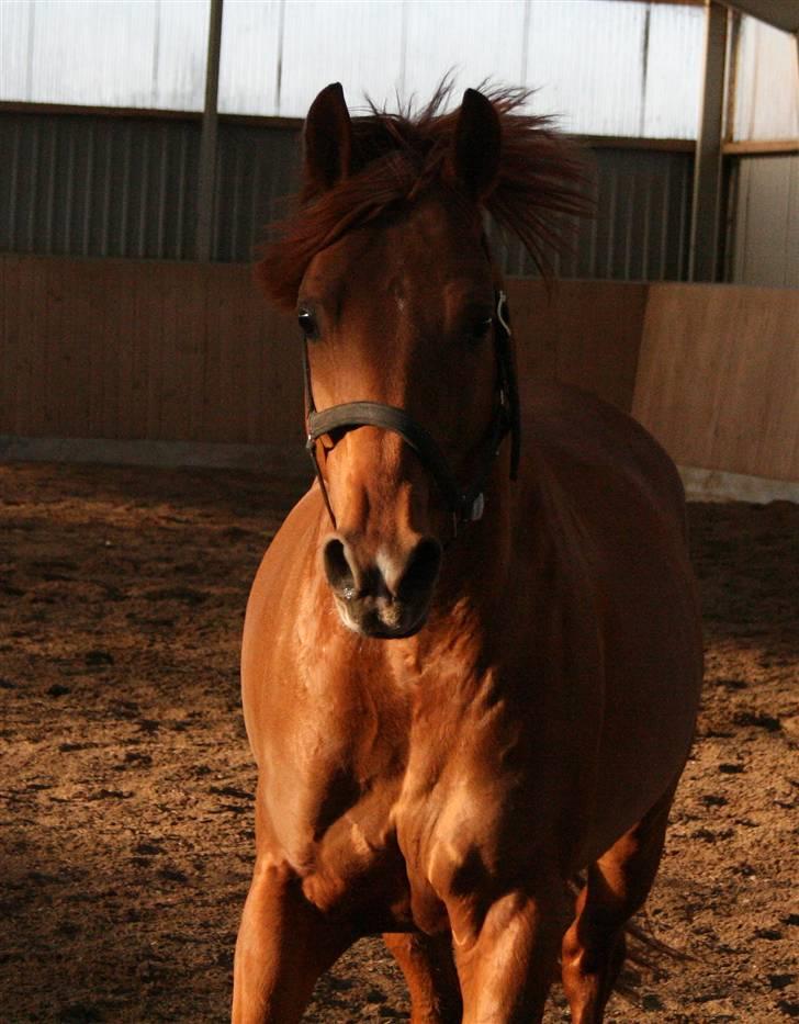 DSP Golden Empire - Man kan da ikke gøre for at man har charme billede 15