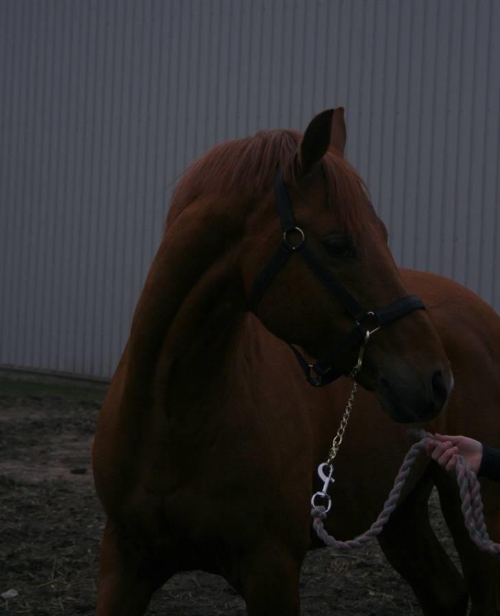 DSP Golden Empire - Pretty Boy billede 16