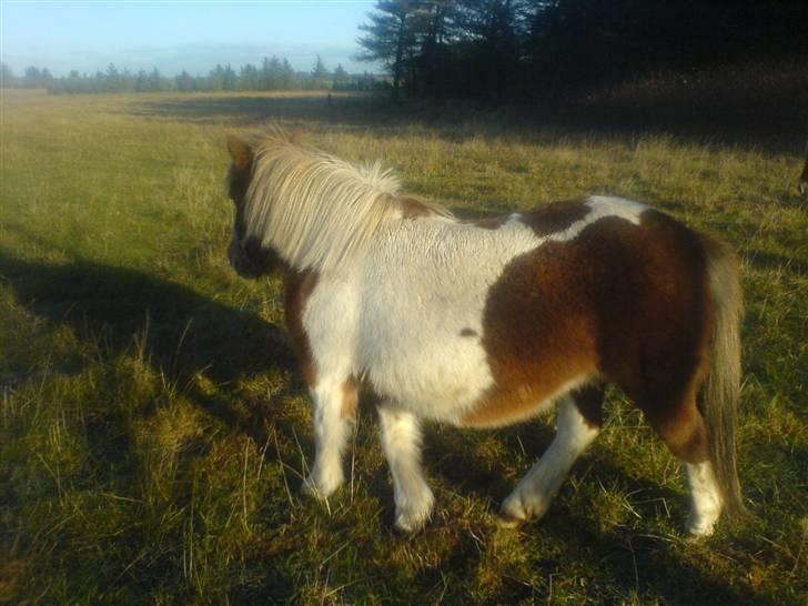 Shetlænder Sussi *SOLGT* billede 10