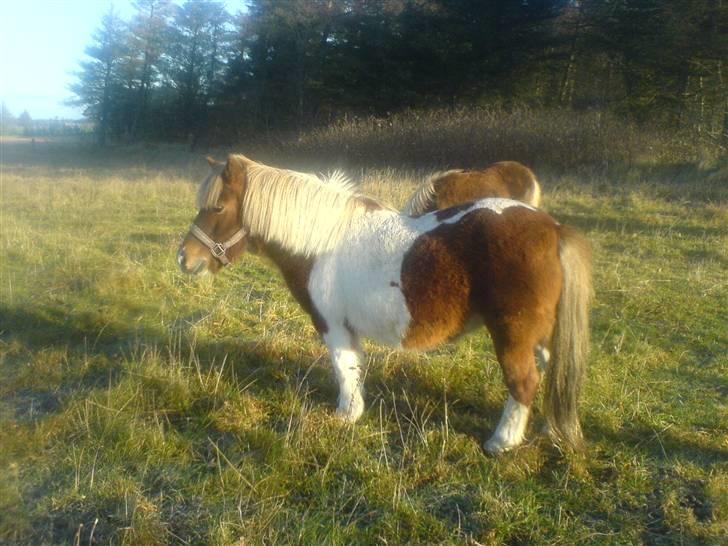 Shetlænder Sussi *SOLGT* billede 11