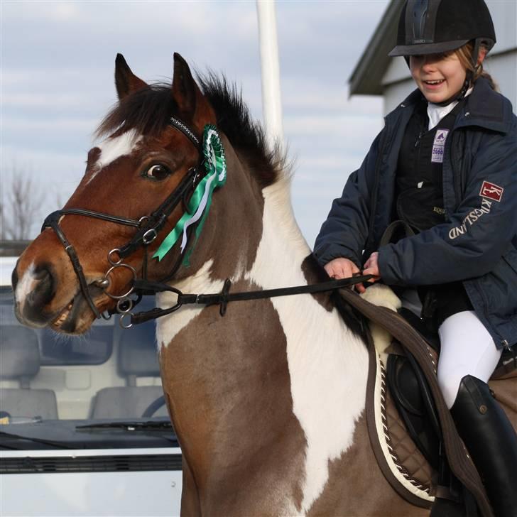 Pinto Sir Patrick B-pony - hehe vi smiler begge to...er så stolt af ham<3<3    foto mor Annika billede 19