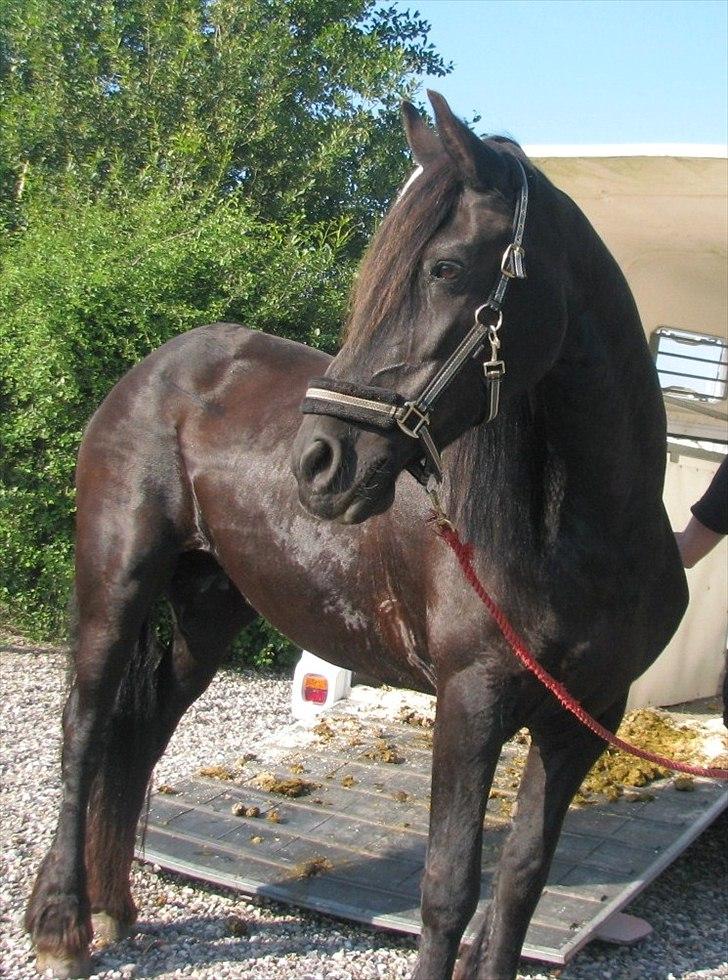 Frieser Oukje (Nellie) - Nellie hjemme efter ringridning billede 11