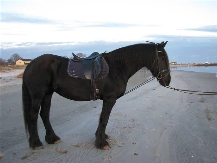 Frieser Oukje (Nellie) - Nellie på stranden billede 6